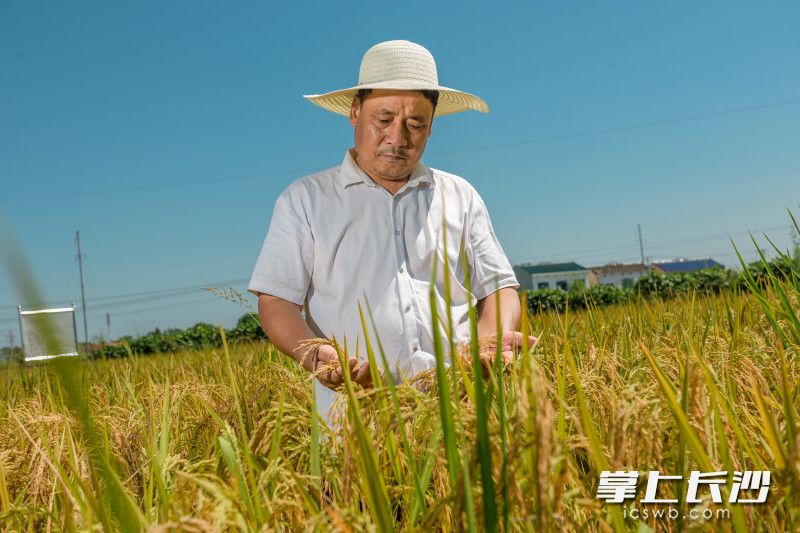 富硒大米种植方案