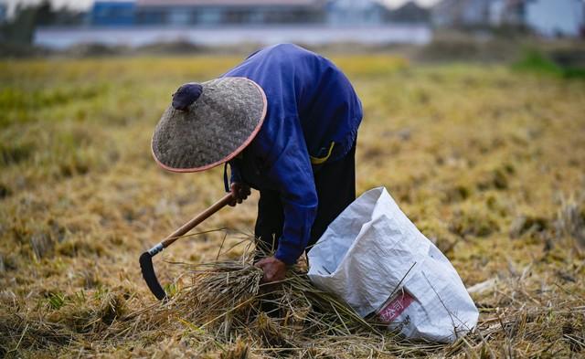 中国粮食富硒大米