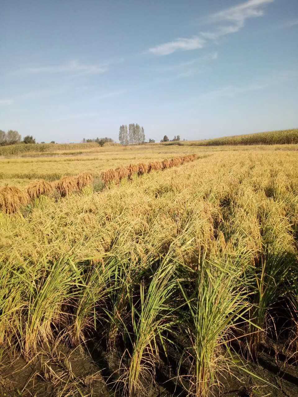 中国粮食富硒大米