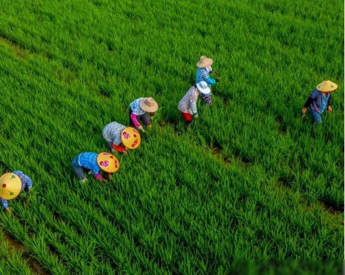 中国粮食富硒大米