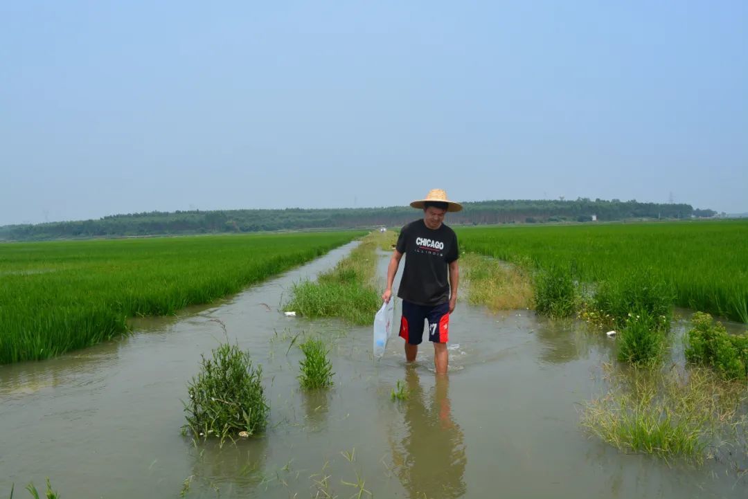 济南富硒大米价格