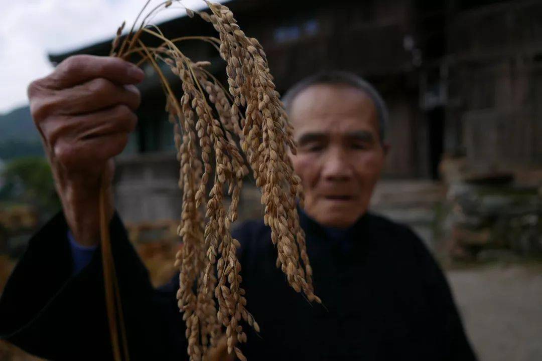 淄博富硒大米价格