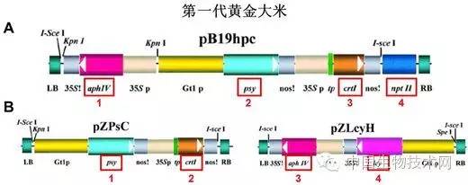 富硒大米是转基因