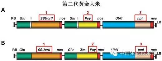 富硒大米是转基因