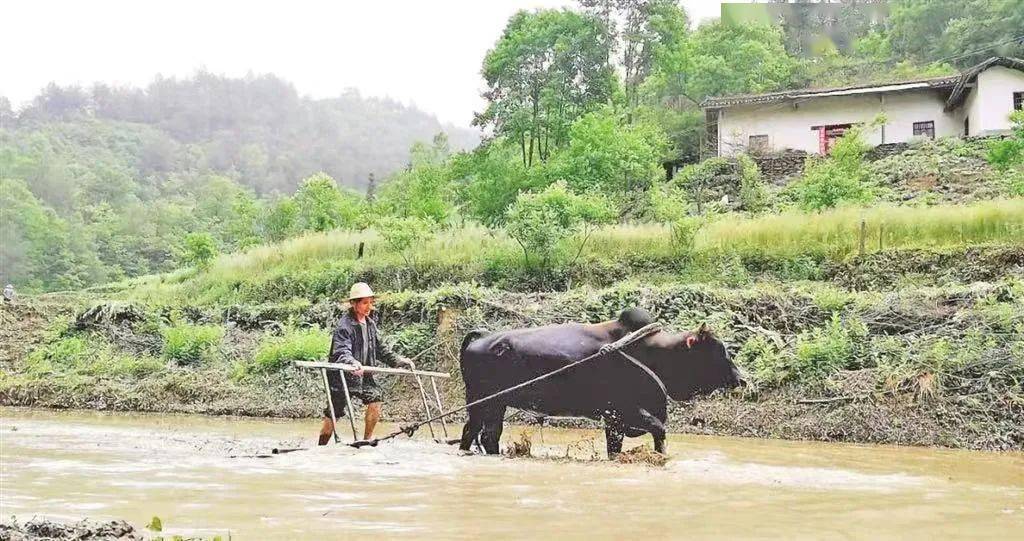 江苏上阜富硒大米