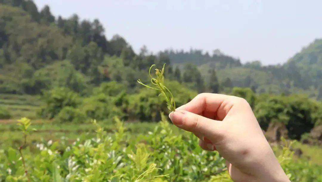 富硒大米酒价格表