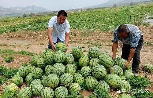 富硒地瓜栽培技术