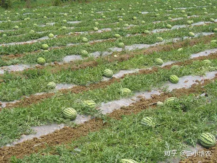 富硒地瓜栽培技术