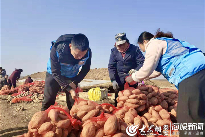 富硒地瓜栽培技术