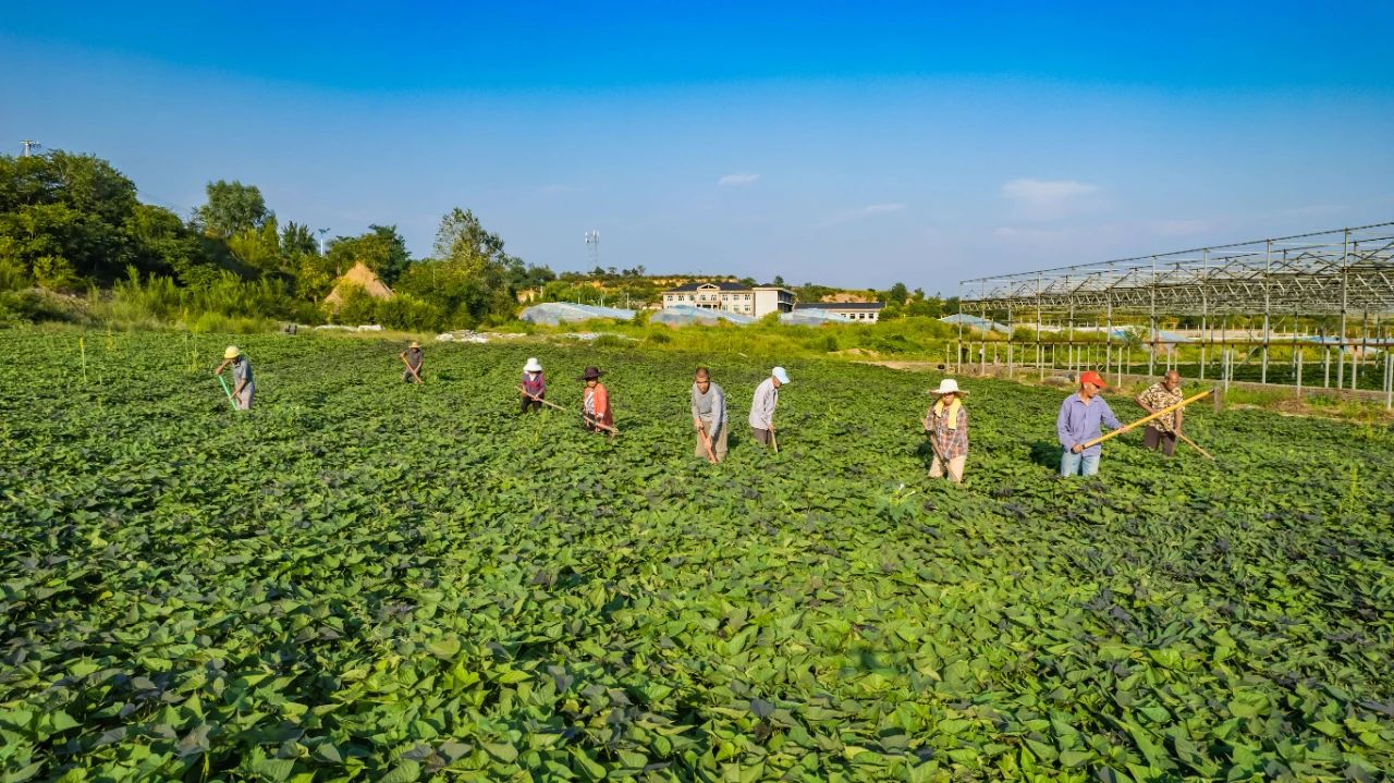 菏泽富硒地瓜粉丝