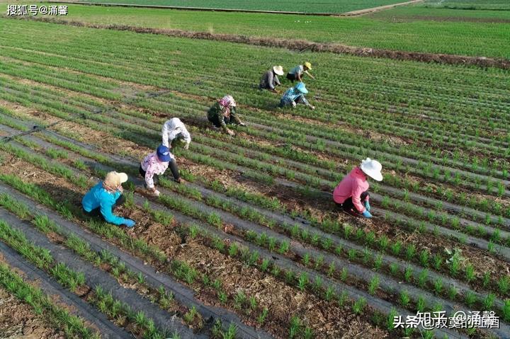 北方种植富硒地瓜