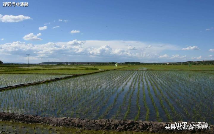 北方种植富硒地瓜