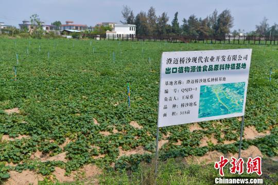 富硒桥头地瓜文案