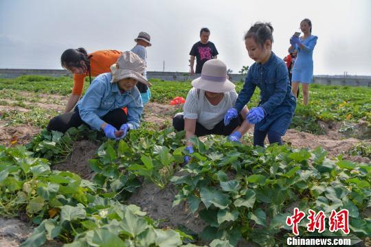 富硒桥头地瓜文案