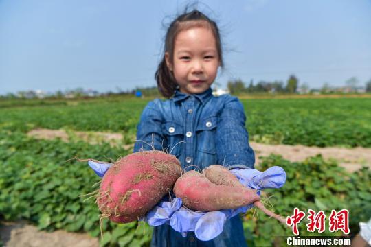 富硒桥头地瓜文案