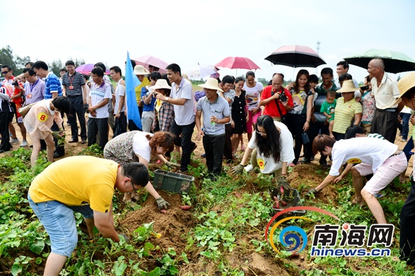 富硒桥头地瓜推荐