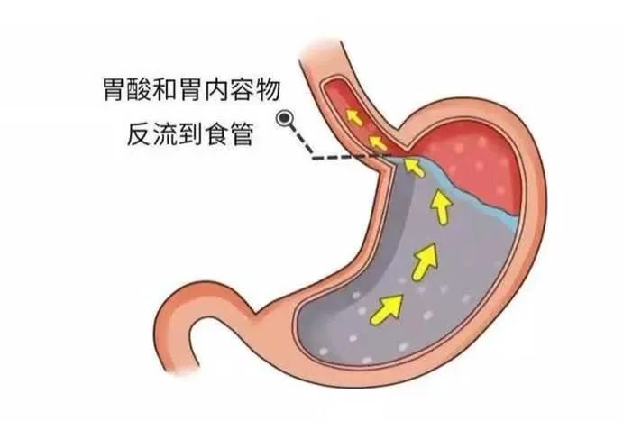 减肥能吃富硒地瓜