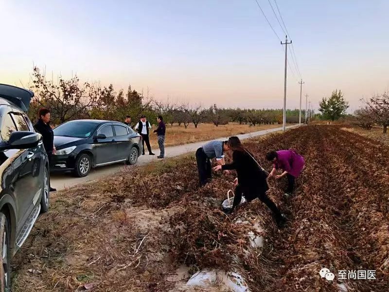 减肥能吃富硒地瓜