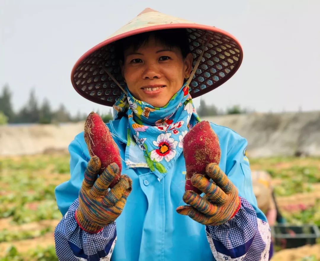 焦点访谈富硒地瓜