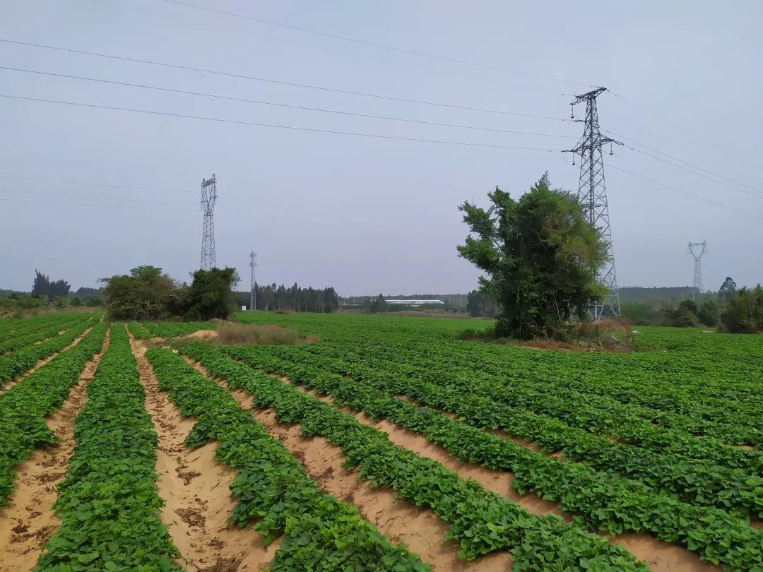 富硒地瓜食用方法