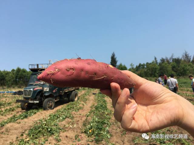 海南海口富硒地瓜