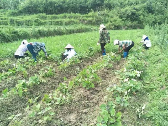 板栗薯和富硒地瓜