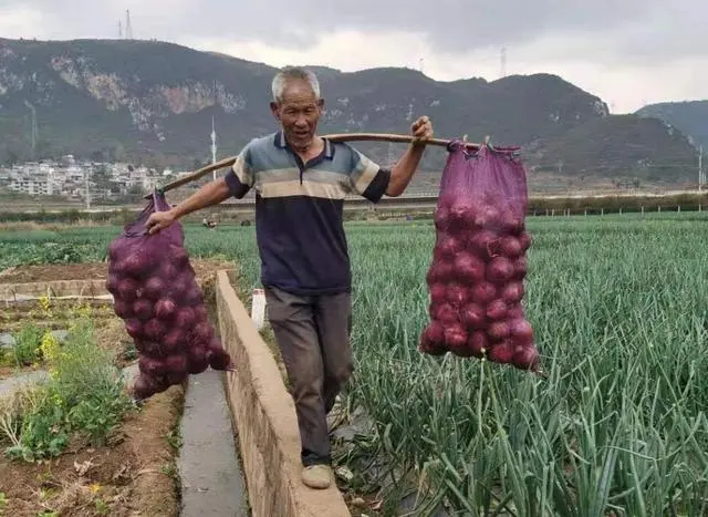 小蚁优选富硒地瓜