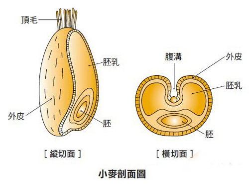 富硒营养膳食面粉