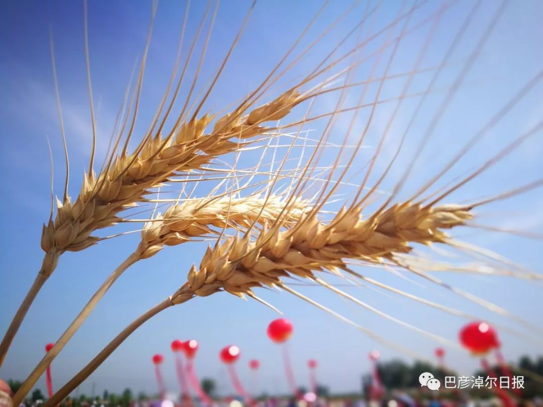 临河富硒面粉厂家