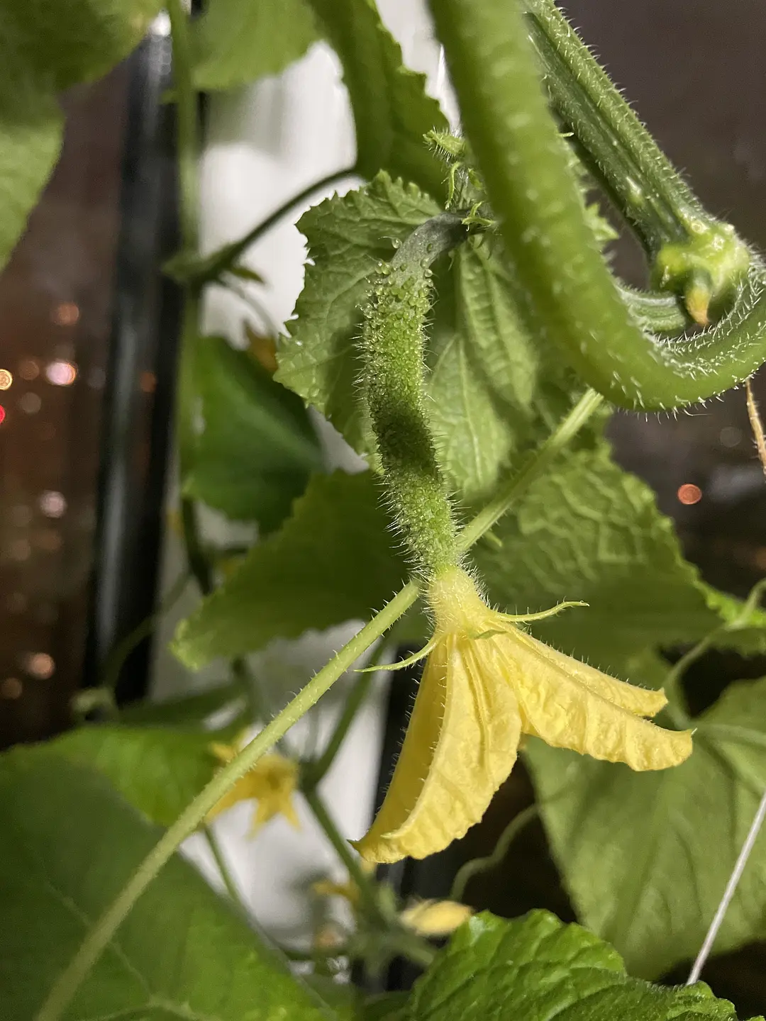 富硒  水培蔬菜