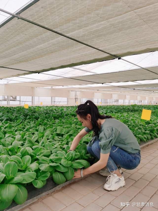 富硒蔬菜大棚种植