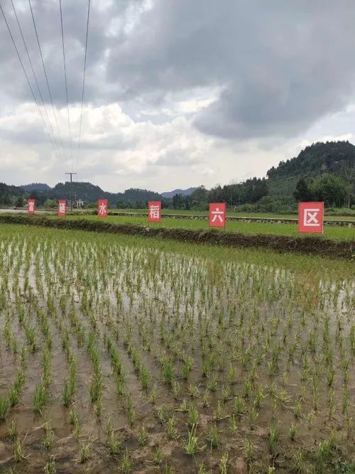 富硒蔬菜市场前景