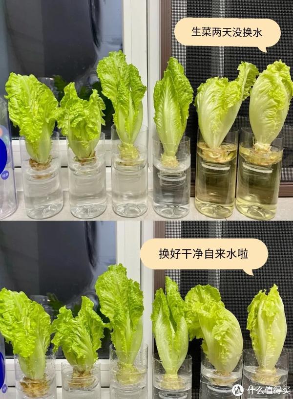 富硒  水培蔬菜