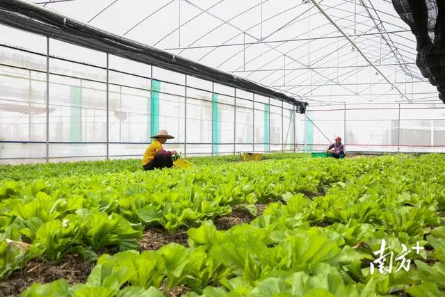 富硒土壤种植蔬菜