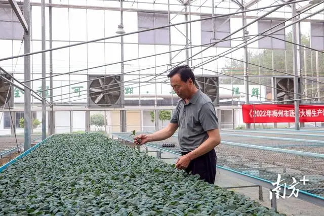 富硒土壤种植蔬菜