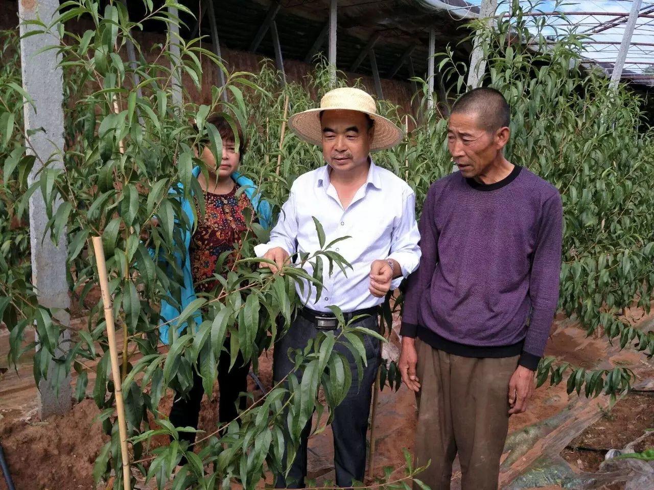 富硒蔬菜示范基地