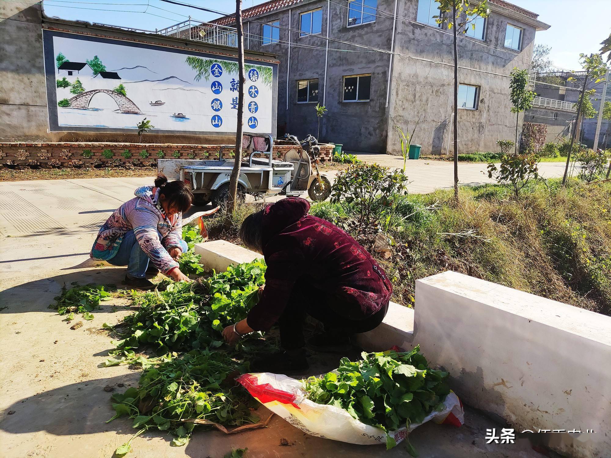 富硒蔬菜技术引领