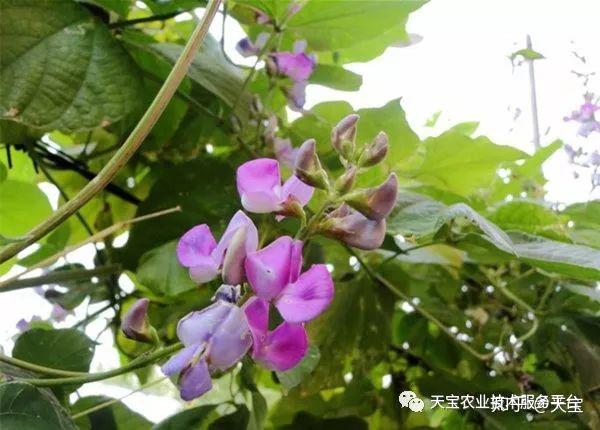 富硒蔬菜夏季施肥