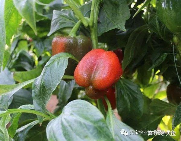 富硒蔬菜夏季施肥