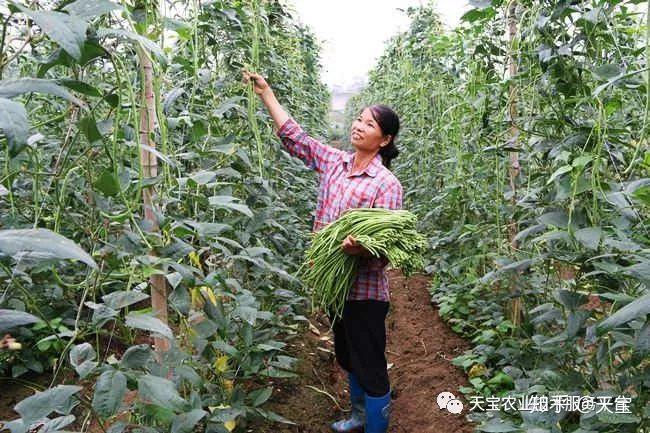 富硒蔬菜夏季施肥