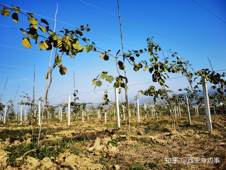 石城富硒蔬菜基地