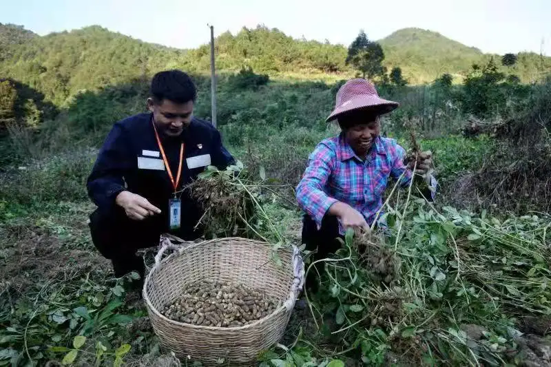 富硒蔬菜种植收益