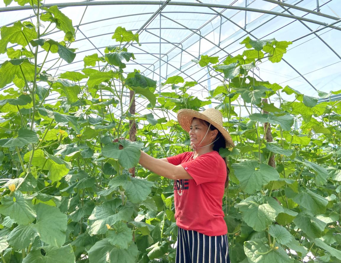 龙南富硒蔬菜基地