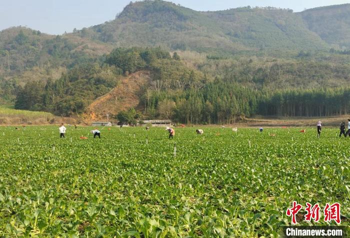 当地村民在绿色生态蔬菜产业示范基地摘菜。　韦莲香 摄