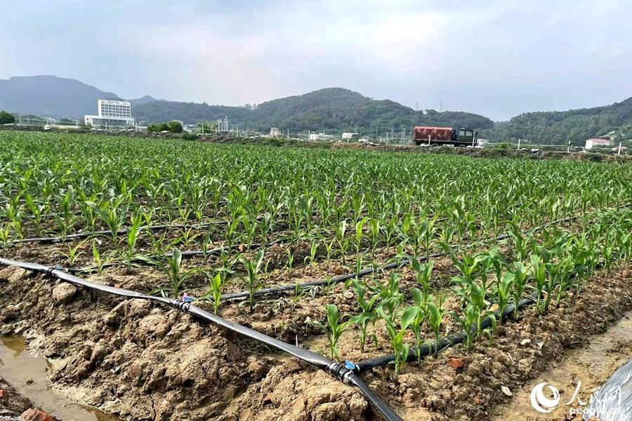 福建本帮富硒蔬菜