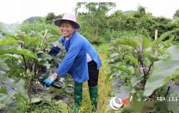 富硒蔬菜基地介绍