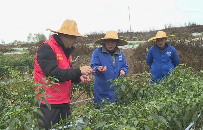 富硒蔬菜基地介绍