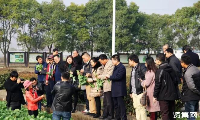 全球第一个“硒高效”蔬菜——杂交油菜薹新品种“硒滋圆1号”