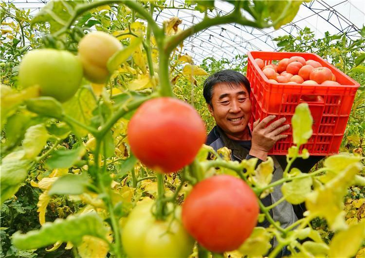 龙布富硒蔬菜大棚