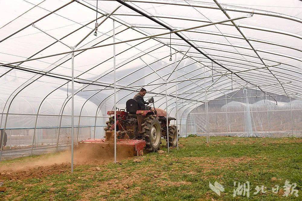 恩施富硒蔬菜种植